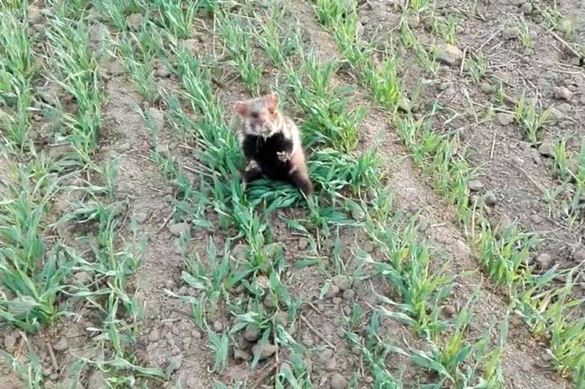 Uratowany ze szponów myszołowa. Waleczny chomik z Dysa