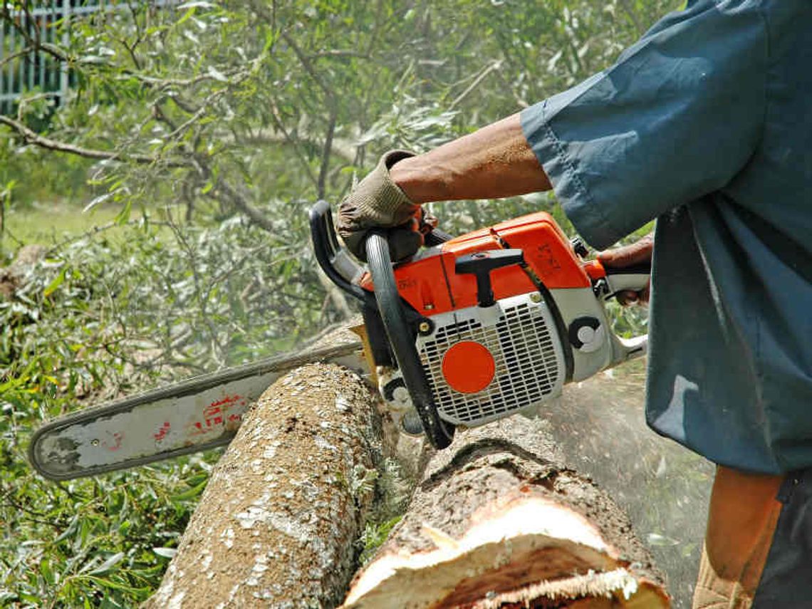 Urszulin: Na wycinkę trzeba poczekać Urszulin: Na wycinkę trzeba poczekać