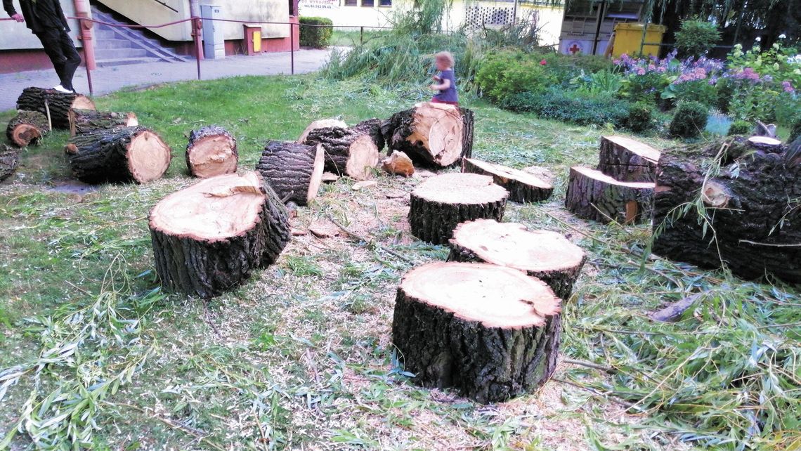 Urząd Miasta uznał, że drzewo zagraża ludziom. Mieszkanka: "Komu i w jaki sposób?" Urząd Miasta uznał, że drzewo zagraża ludziom. Mieszkanka: "Komu i w jaki sposób?"