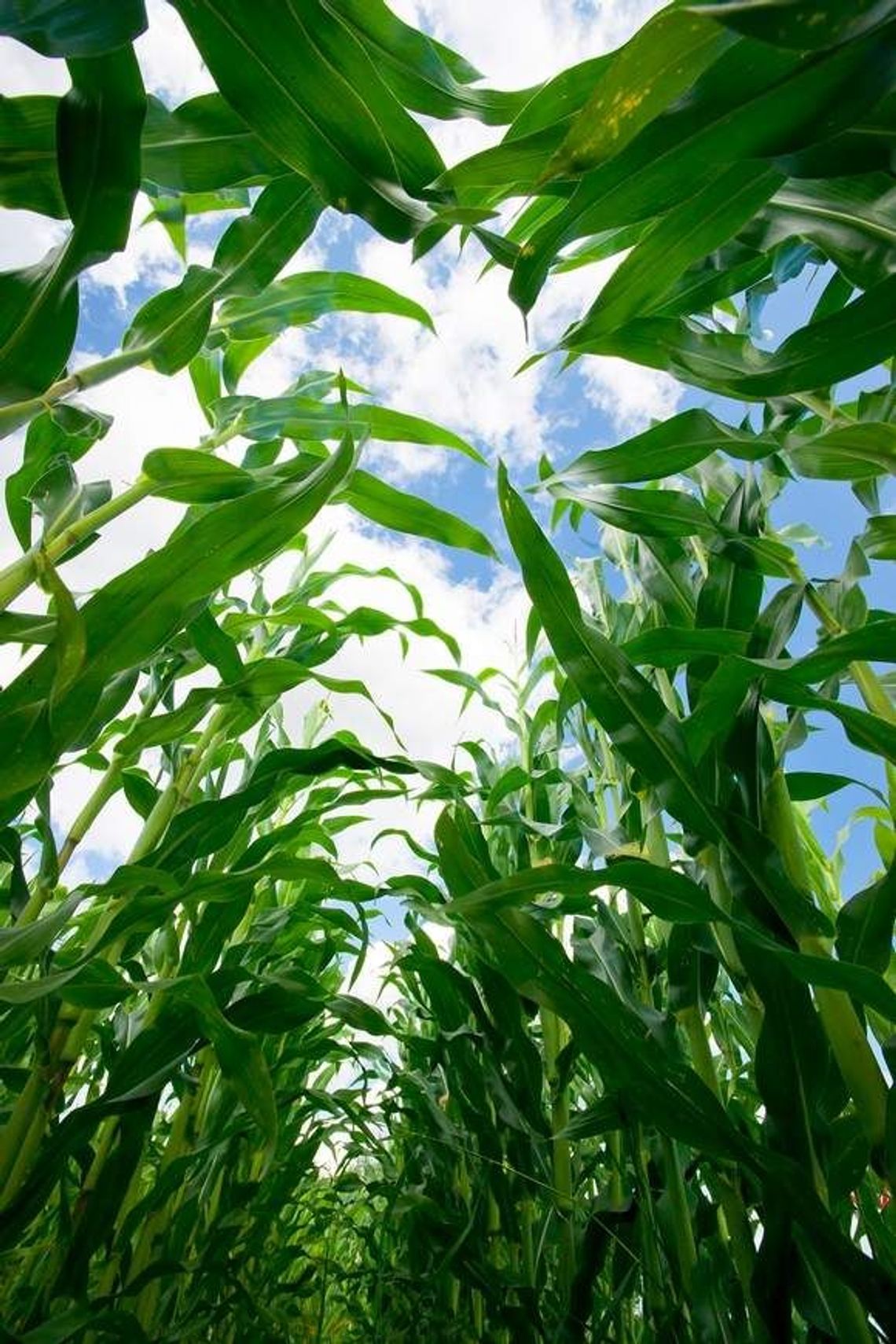 Urządzili sobie żniwa kukurydzy na cudzym polu. Ukradli 25 ton