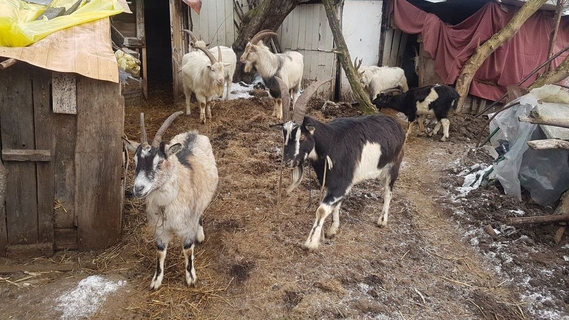 Urzędnicy odebrali pani Emilii kozy. Mieszkańcy organizują pomoc w internecie