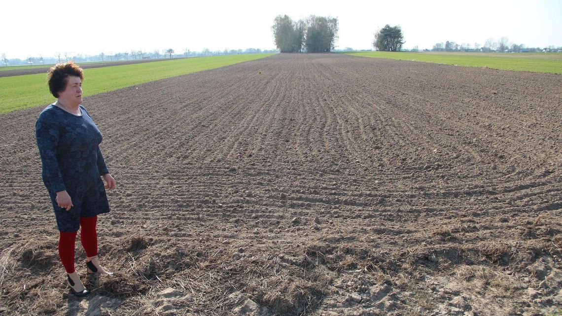 Urzędniczy absurd. Państwowy las podzielił pole sióstr z Krzewicy Urzędniczy absurd. Państwowy las podzielił pole sióstr z Krzewicy