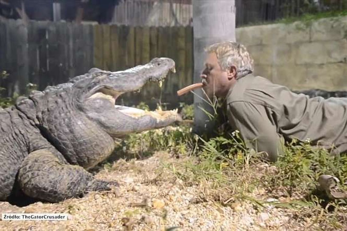 USA: Karmi aligatory parówką… prosto z ust