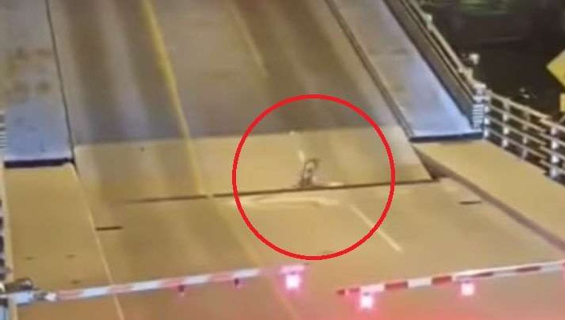 USA: Nieprawdopodobny upadek. Rowerzystka wpadła w dziurę między mostem a drogą [wideo]