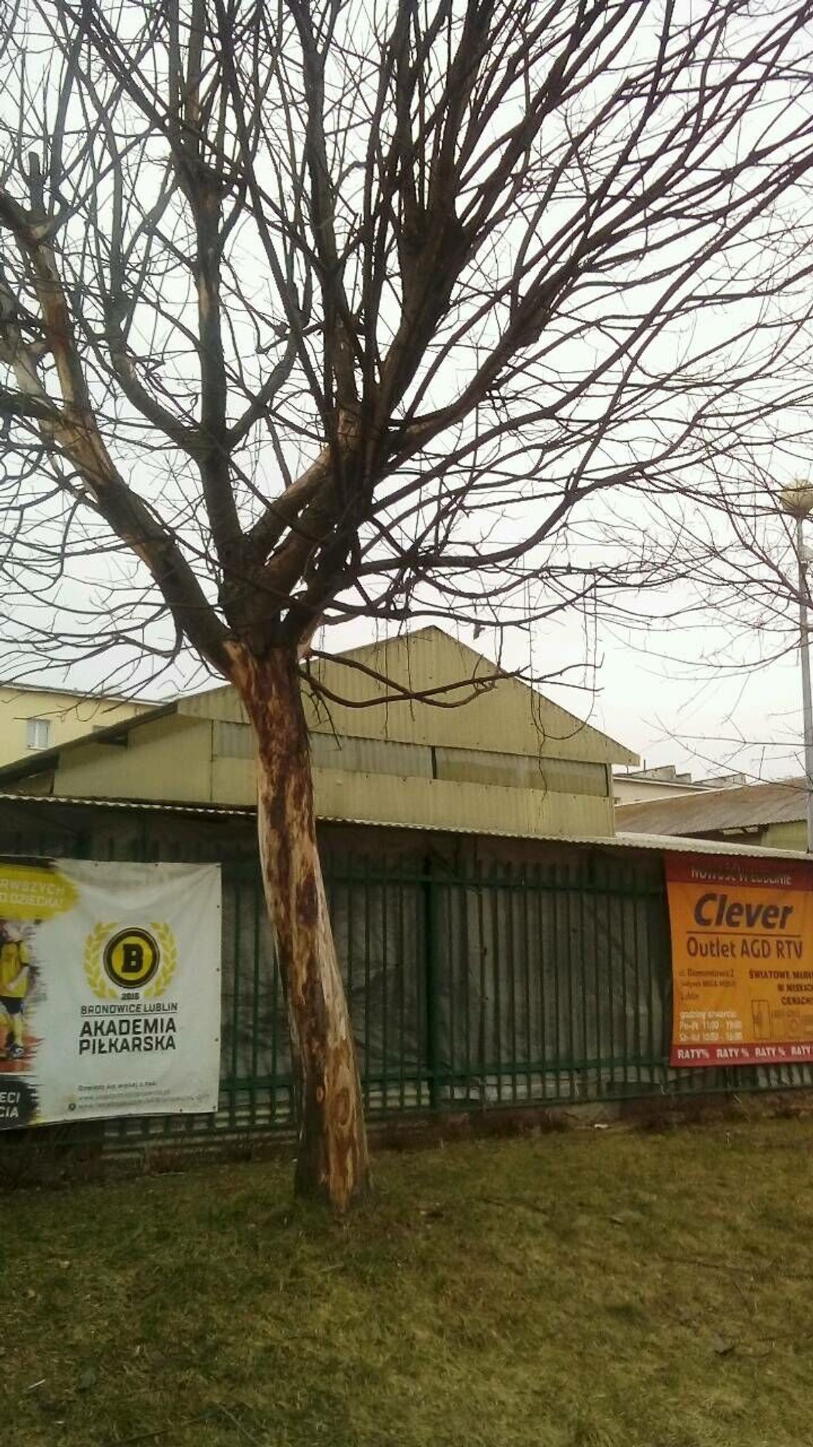 Uschło albo ktoś mu w tym pomógł. Chętnych do wycinki nie było