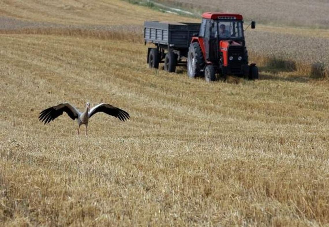 Uścimów: Przez pomyłkę wykosił zboże sąsiadowi