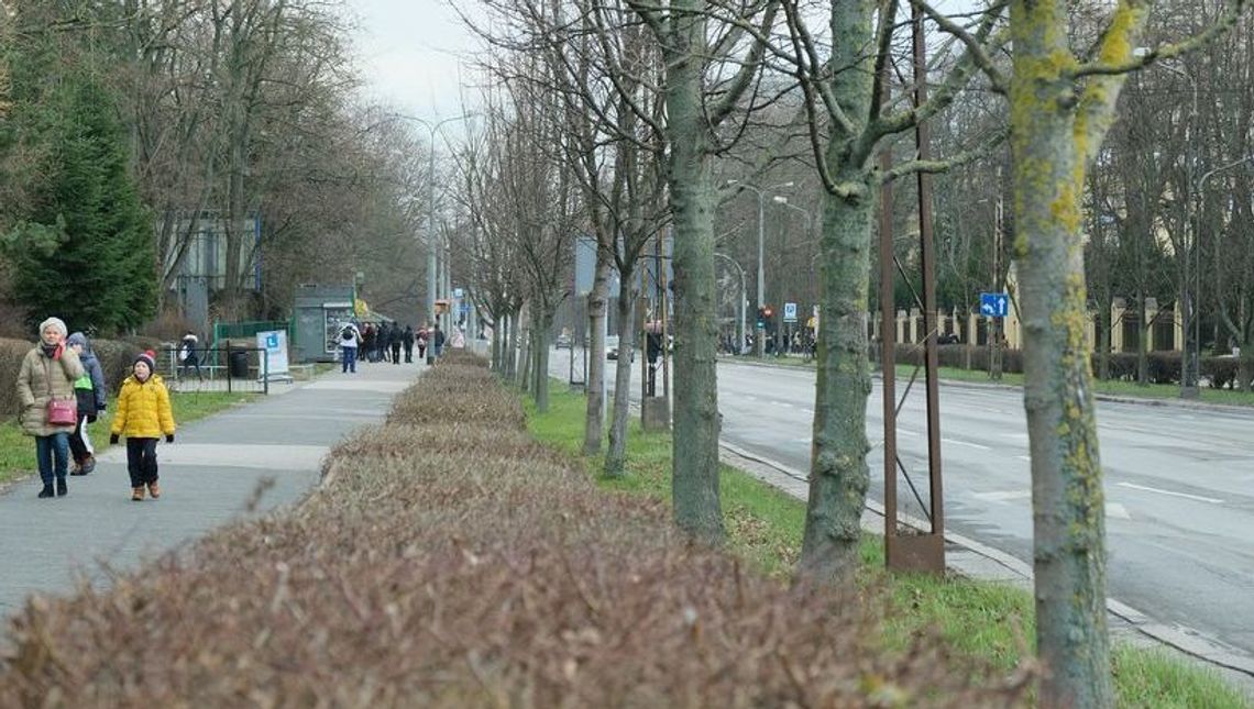 Usuną z trzech ulic w Lublinie 212 drzew. Ekolodzy planują demonstrację