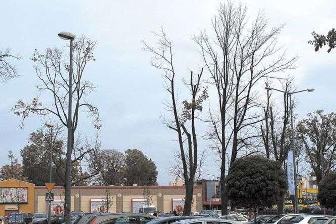 Usychają drzewa w centrum Puław. "One były sadzone w sposób chaotyczny"