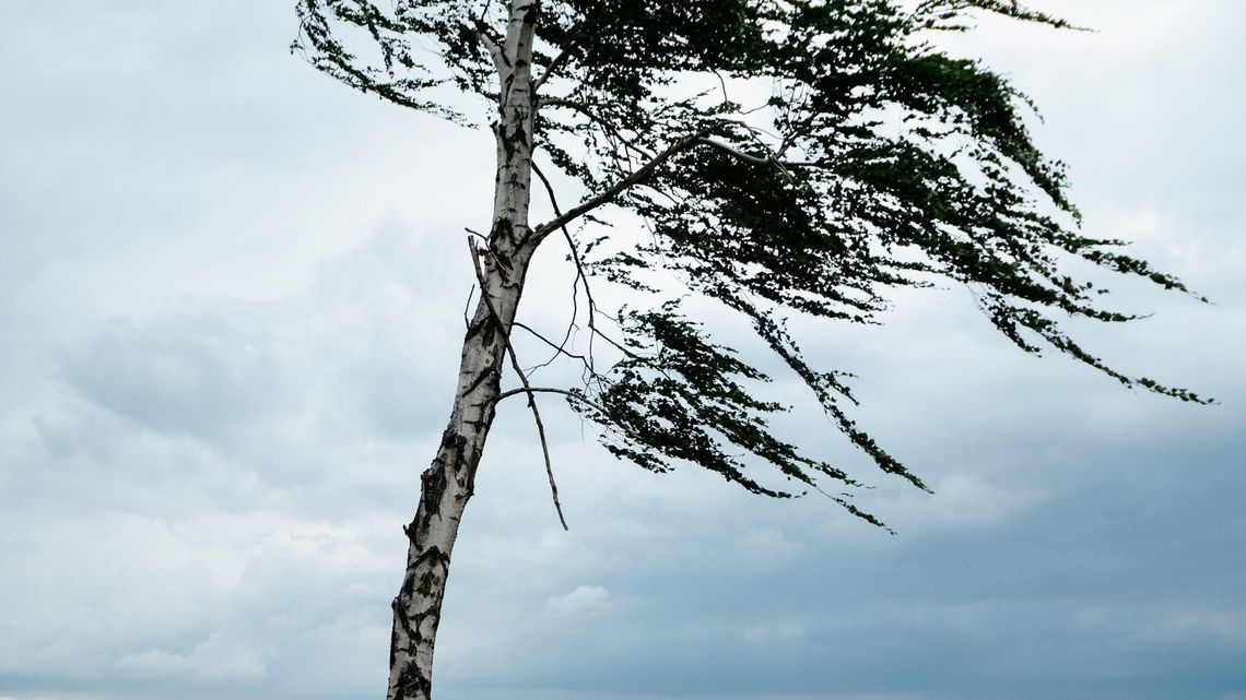 Uwaga na bardzo silny wiatr! Alert Rządowego Centrum Bezpieczeństwa Uwaga na bardzo silny wiatr! Alert Rządowego Centrum Bezpieczeństwa