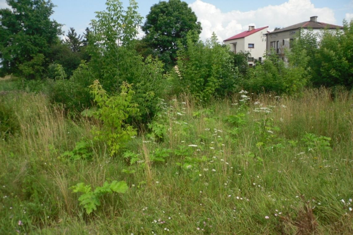 Uwaga na groźny barszcz. Urząd sprawdza sygnał