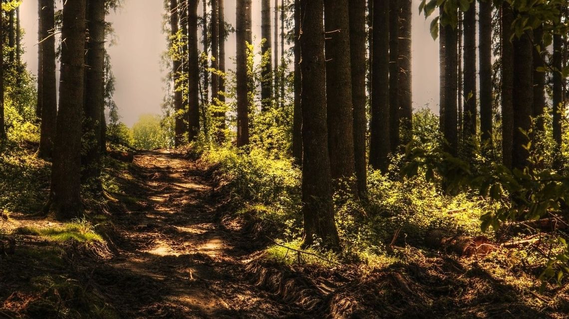 Uwaga na opryski z samolotów w lasach na terenie woj. lubelskiego. Mają zabić chrabąszcze