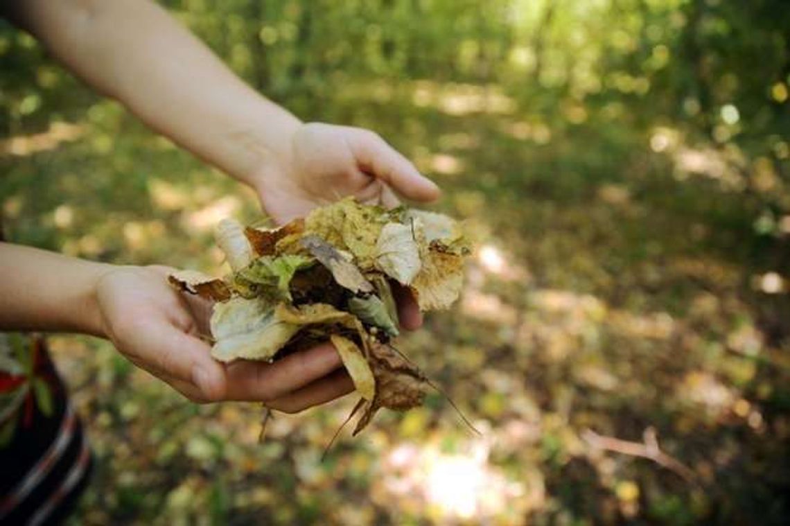 Uwaga na pożary lasów. Najwyższy stopień zagrożenia w Lubelskiem
