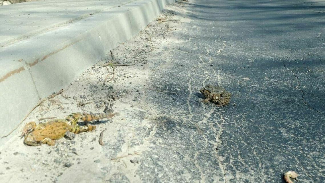 Uwaga na żaby. W miłosnym uniesieniu są rozjeżdżane przez samochody Uwaga na żaby. W miłosnym uniesieniu są rozjeżdżane przez samochody