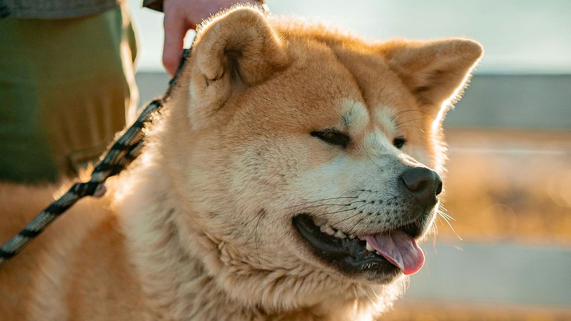 Uwiązany pies pogryzł biegaczkę, a właścicielka była po alkoholu Uwiązany pies pogryzł biegaczkę, a właścicielka była po alkoholu