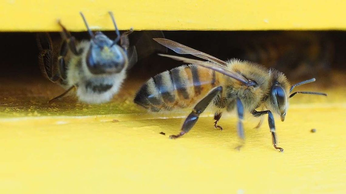 Użądliła go pszczoła lub szerszeń. 56-latek zmarł w szpitalu Użądliła go pszczoła lub szerszeń. 56-latek zmarł w szpitalu