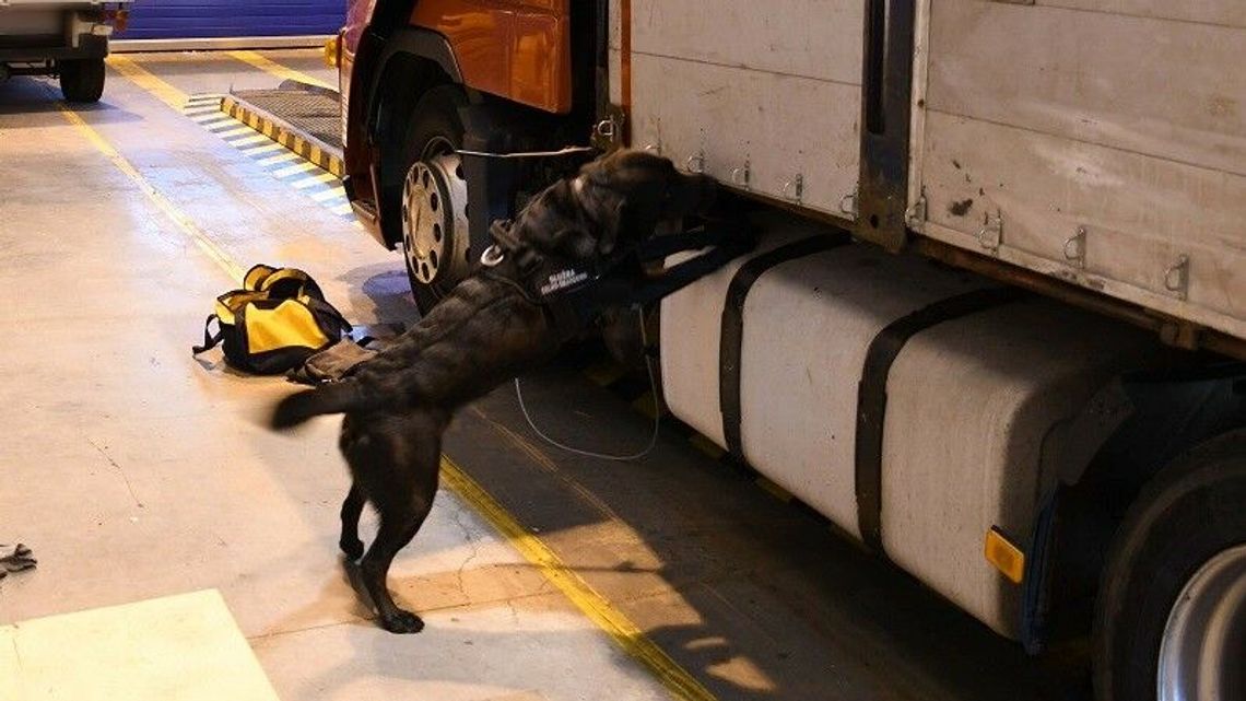 Vigo wywęszył kontrabandę w „pustym” tirze