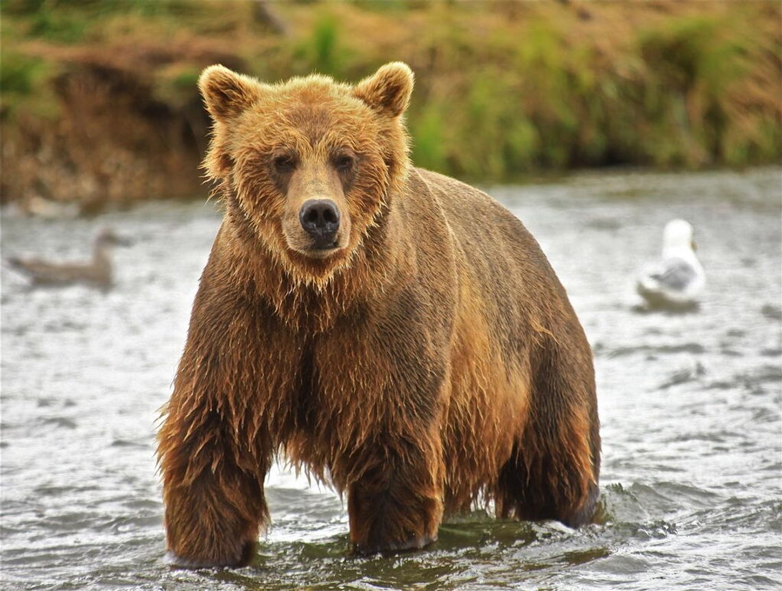 W bazie danych WWF Polska jest 200 niedźwiedzi