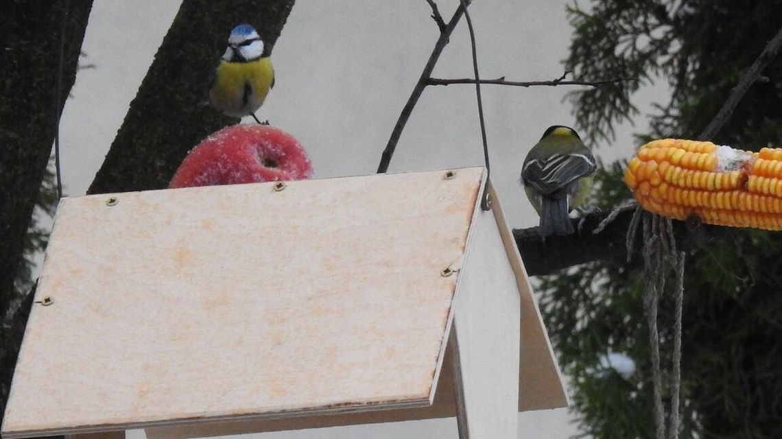 W Białej Podlaskiej będą rozdawać karmniki dla ptaków