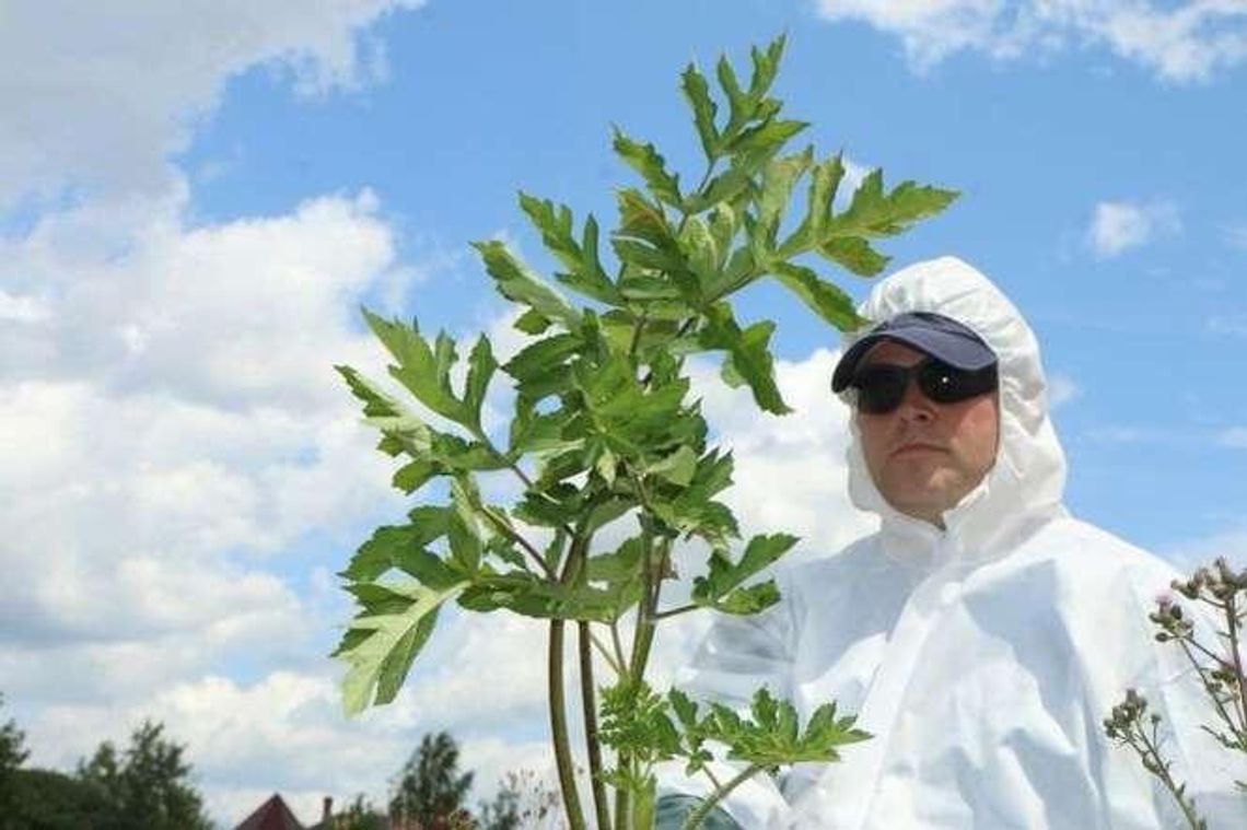 W Białej Podlaskiej pojawił się barszcz Sosnowskiego