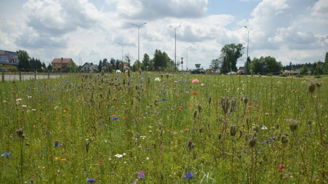 W Biłgoraju pierwsza taka łąka. Debiutują maczki i goździki