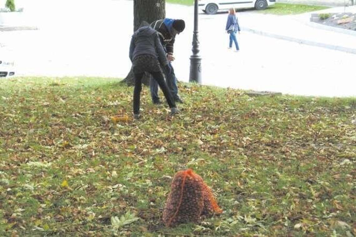 W Chełmie można zarobić na kasztanach. Rekordziści przywieźli do skupu 635 kg