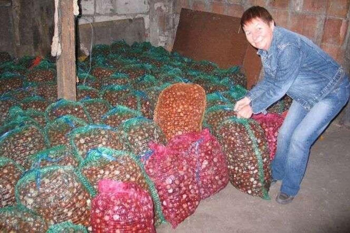 W Chełmie można zarobić na zbieraniu kasztanów. Rekordzistka przywiozła 180 kg