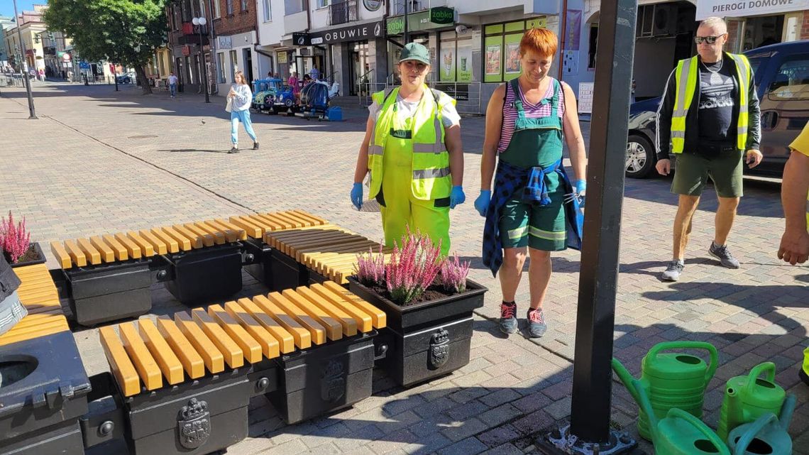 W Chełmie ukradli wrzosy posadzone w piątek