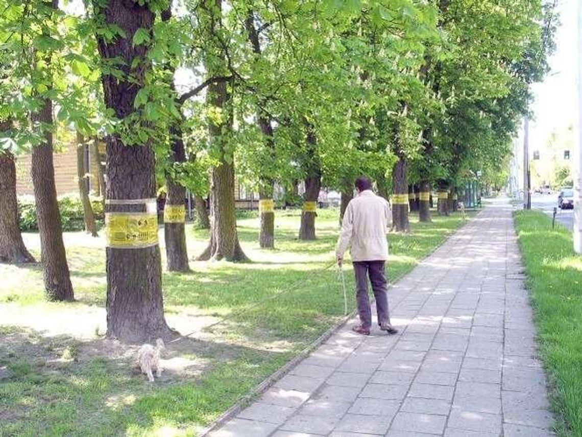 W Chełmie walczą ze szrotówkiem. Kasztanowce z taśmami