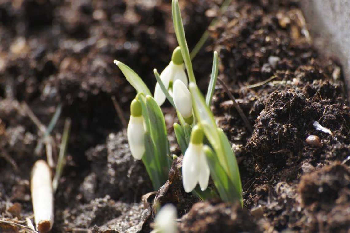 W Chełmie widać pierwsze oznaki wiosny