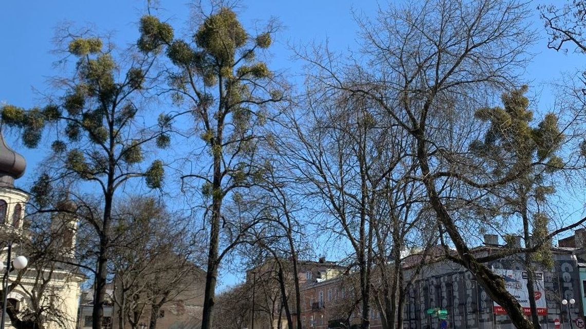 W Chełmie wiosna zakwitła jemiołą. Dla starych drzew to wyrok śmierci