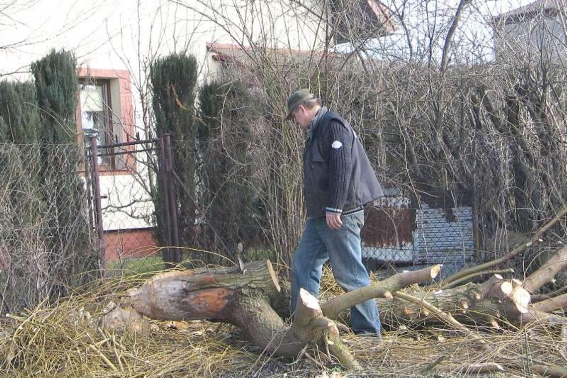 W Chełmie zadomowiły się bobry. "Są wszędzie"