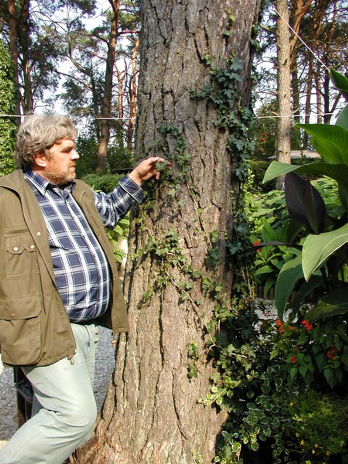 W czerwonej księdze roślin W czerwonej księdze roślin