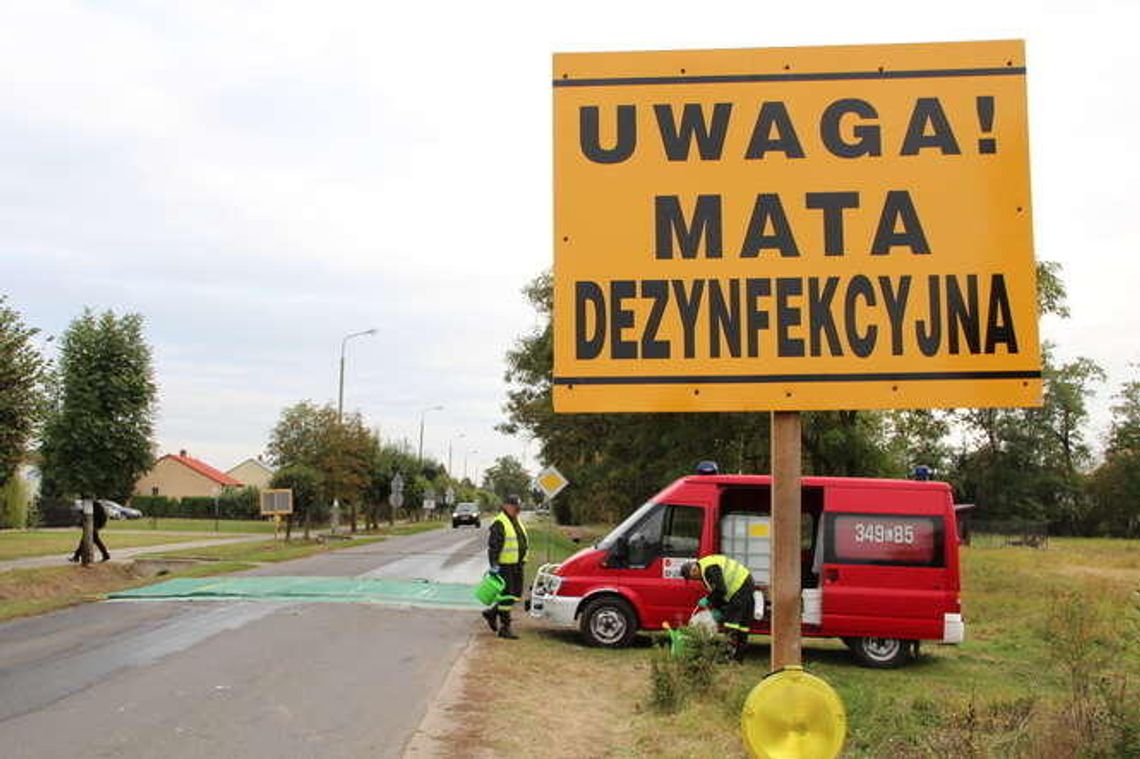 W Droblinie wybiją wszystkie świnie. "Są tu cztery ogniska ASF. Nie chcemy kolejnych" W Droblinie wybiją wszystkie świnie. "Są tu cztery ogniska ASF. Nie chcemy kolejnych"