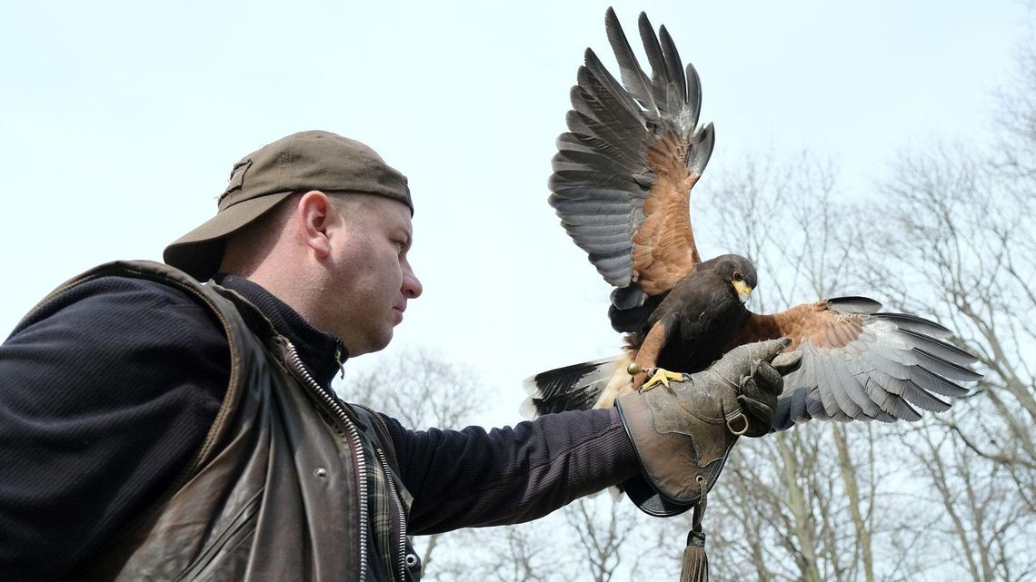W duecie z drapieżnikiem. Jak się pracuje z jastrzębiem lub sokołem?