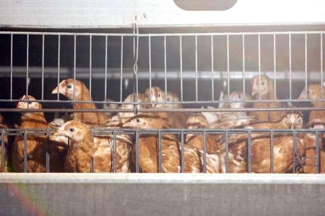 W gminie ma powstać wielka ferma drobiu. Co zdecydują urzędnicy?