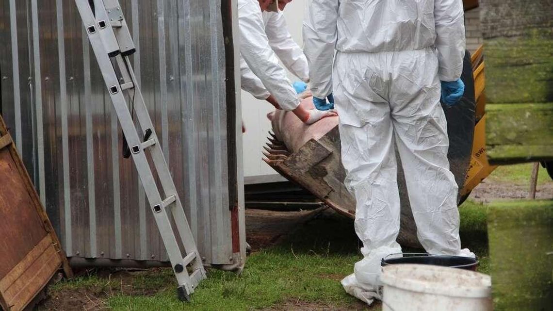 W gminie nie ma ASF, a mieszkańcy dostali decyzje o natychmiastowym uboju świń