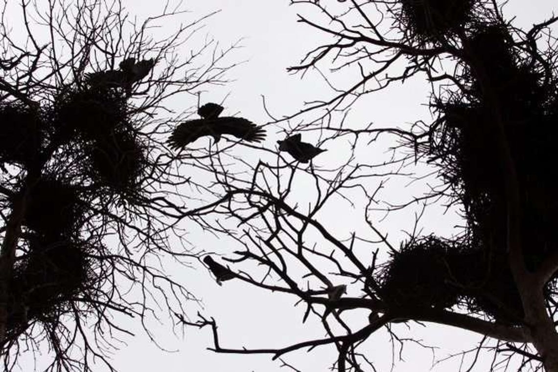 W Hrubieszowie miasto płoszy ptaki dronem. Inne coraz częściej wynajmują sokolnika