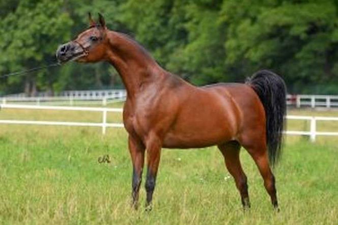 W Janowie Podlaskim nie tylko aukcja koni, również akcja charytatywna