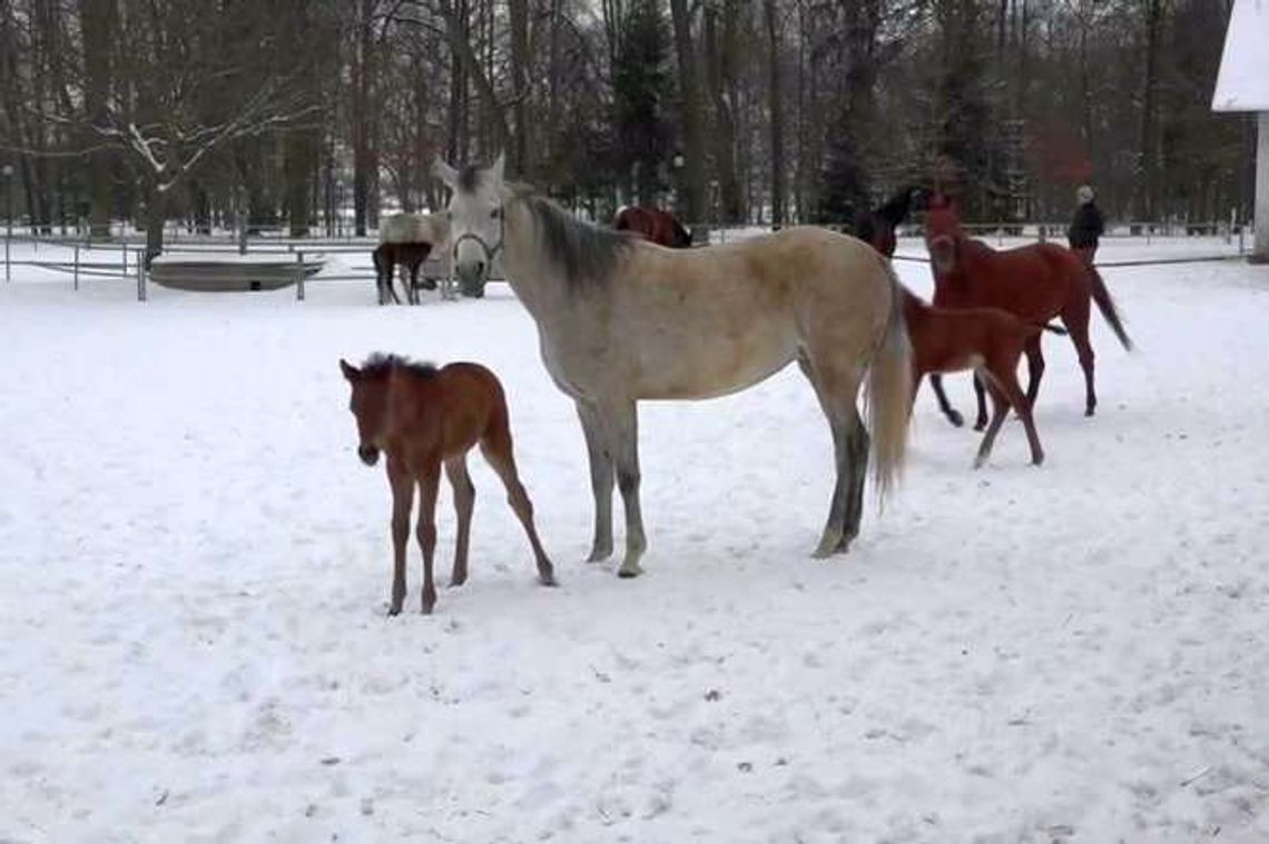 W Janowie Podlaskim trwa wyźrebianie. Nowe pokolenie hartuje się na śniegu