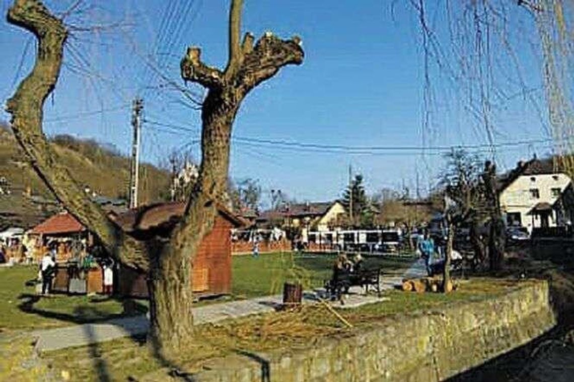 W Kazimierzu przycięli drzewa na jednej z ulic. "Jak można było to zrobić?"