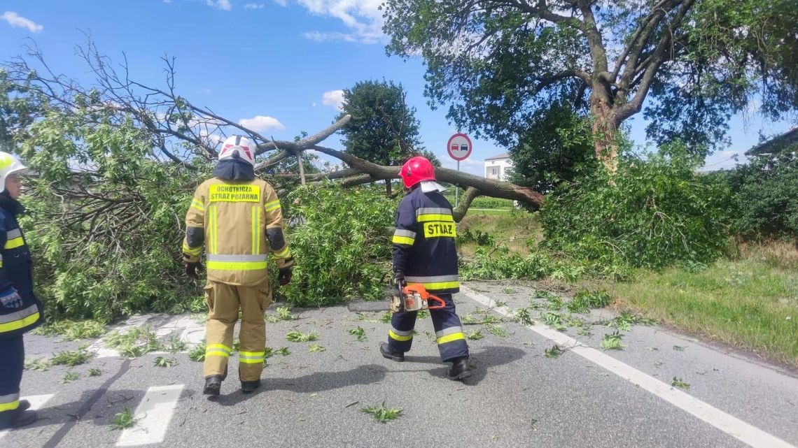 W Końskowoli drzewo spadło na jadący samochód W Końskowoli drzewo spadło na jadący samochód