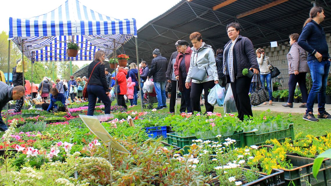 W Końskowoli handel kwitnie. Kiermasz Roślin Ozdobnych [zdjęcia]