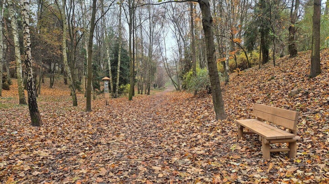 W koronach drzew! Rusza VIII edycja Zielonego Budżetu w Lublinie