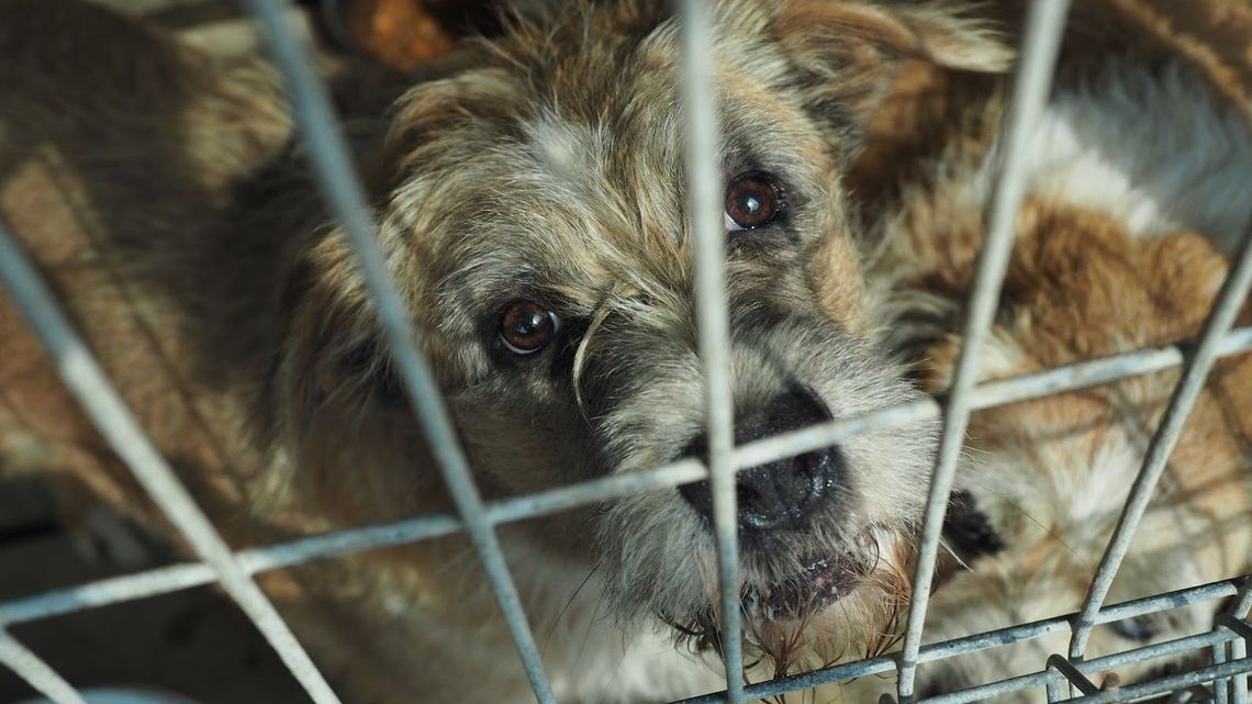 W Kraśniku zbierają karmę dla psów z przytuliska w Rachowie Starym