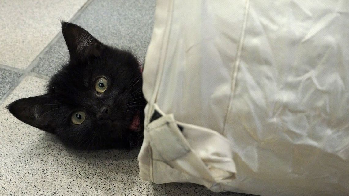 W Łęcznej pomogą kotom W Łęcznej pomogą kotom