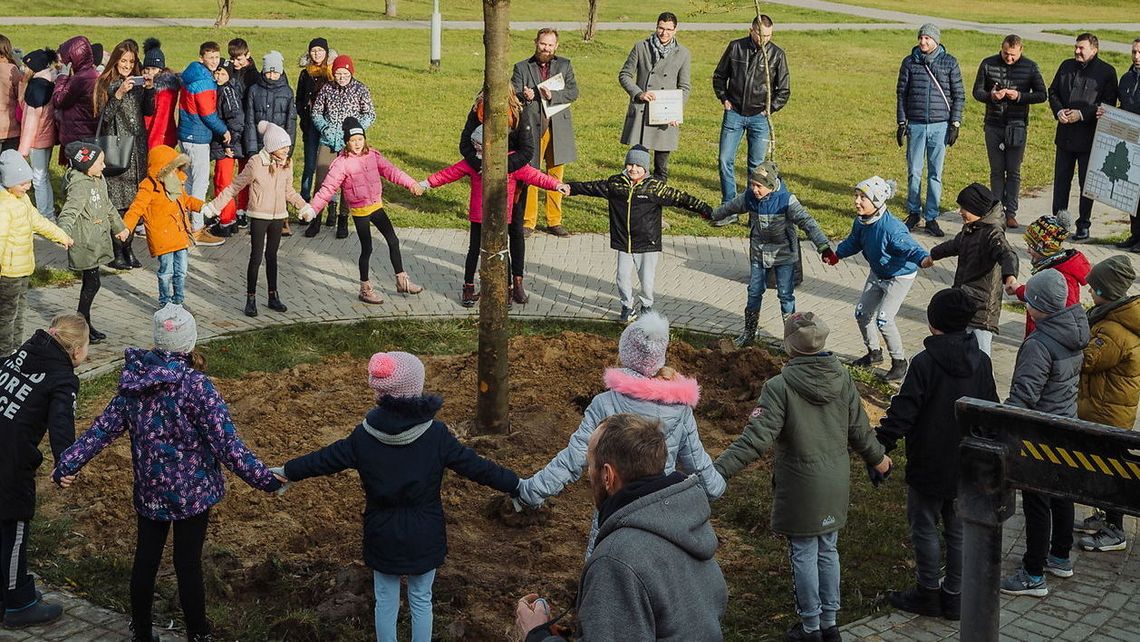 W Łęcznej posadzili 8,5 metrową lipę. Jedno takie drzewo oczyszcza powietrze jak 500 małych sadzonek