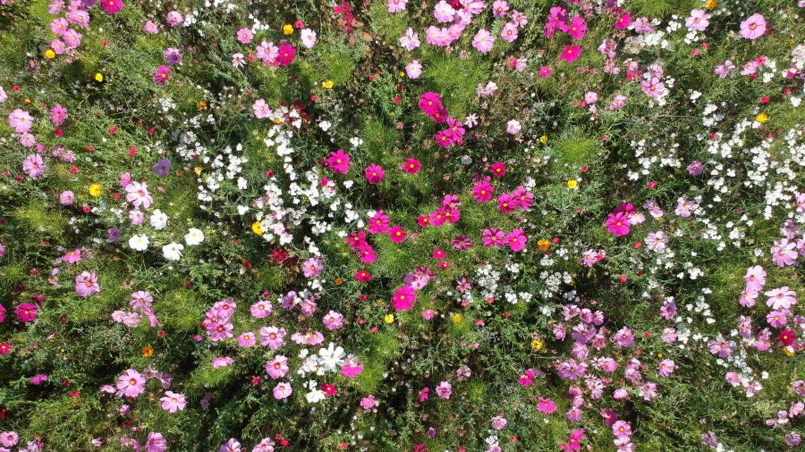 W Łęcznej powstaną pierwsze łąki kwietne