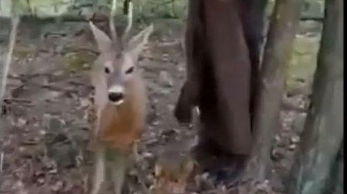 W lesie koło Lubartowa grzybiarz natknął się na koziołka we wnykach. Co się stało potem? W lesie koło Lubartowa grzybiarz natknął się na koziołka we wnykach. Co się stało potem?