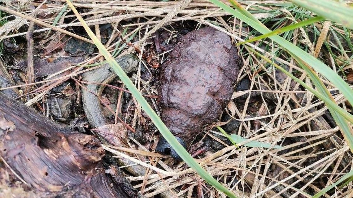 W lesie w Puławach znalazł granat