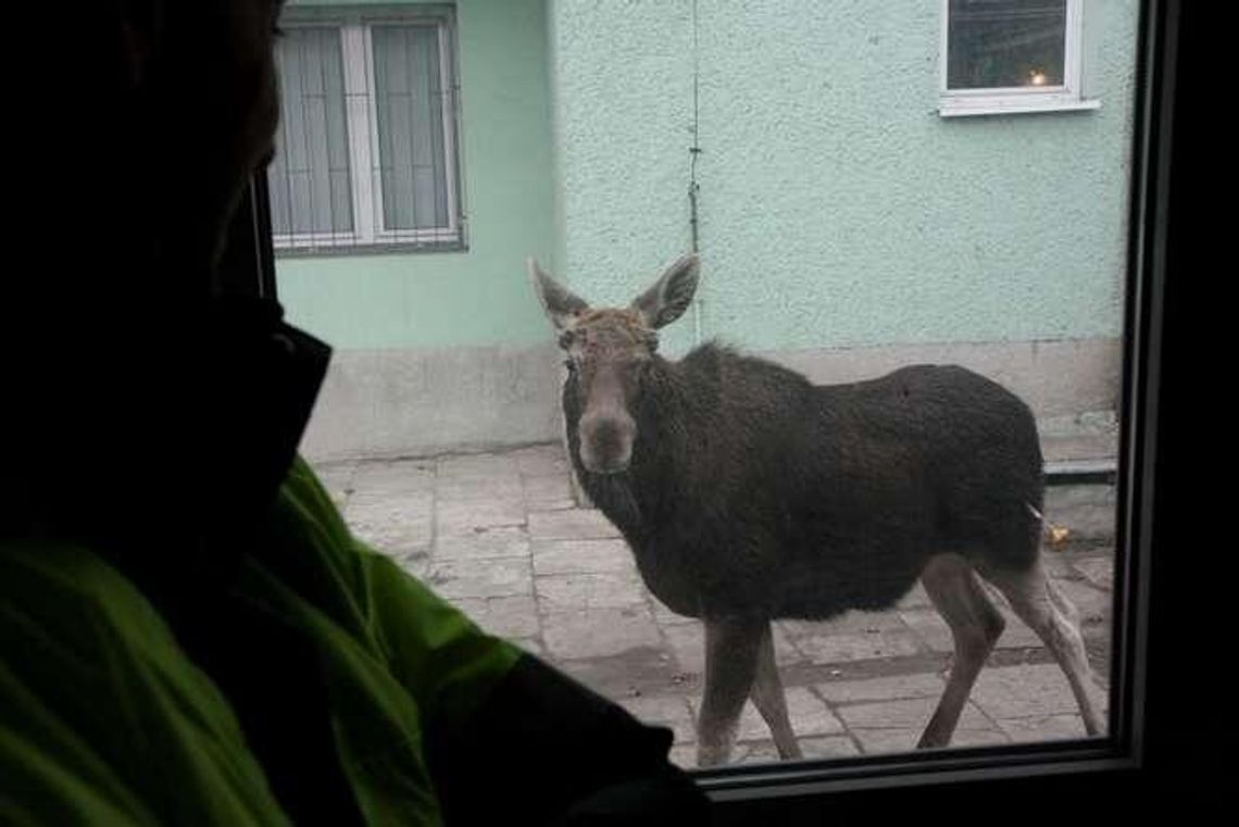W lubelskich lasach żyje ponad 4160 łosi. To 10 razy więcej niż w prognozach